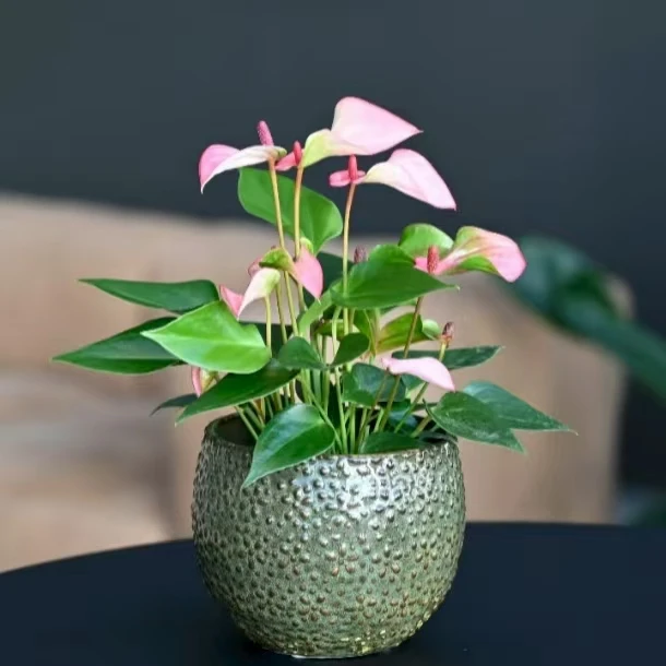 玛塔塔 水培粉掌室内好养净化空气四季开花绿植 云南鲜花绿植