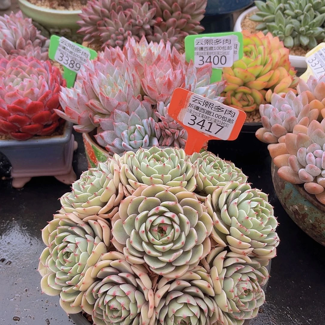 3417笨吧多肉植物