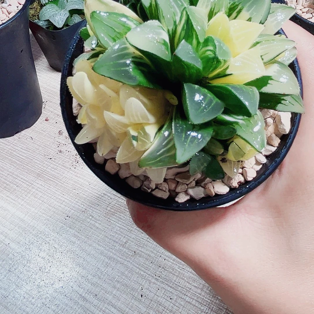 姬寿锦多肉植物6666