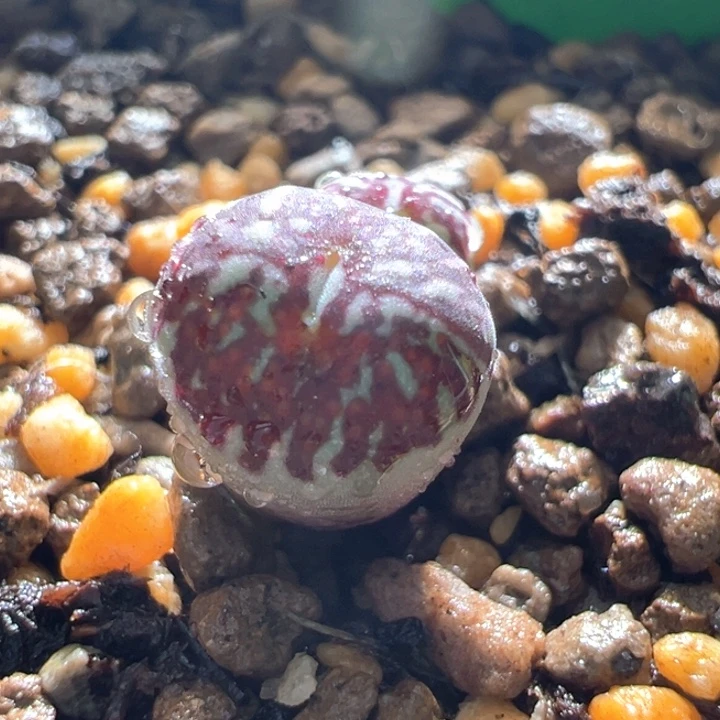 w192 青蛙青花瓷 长流水2年