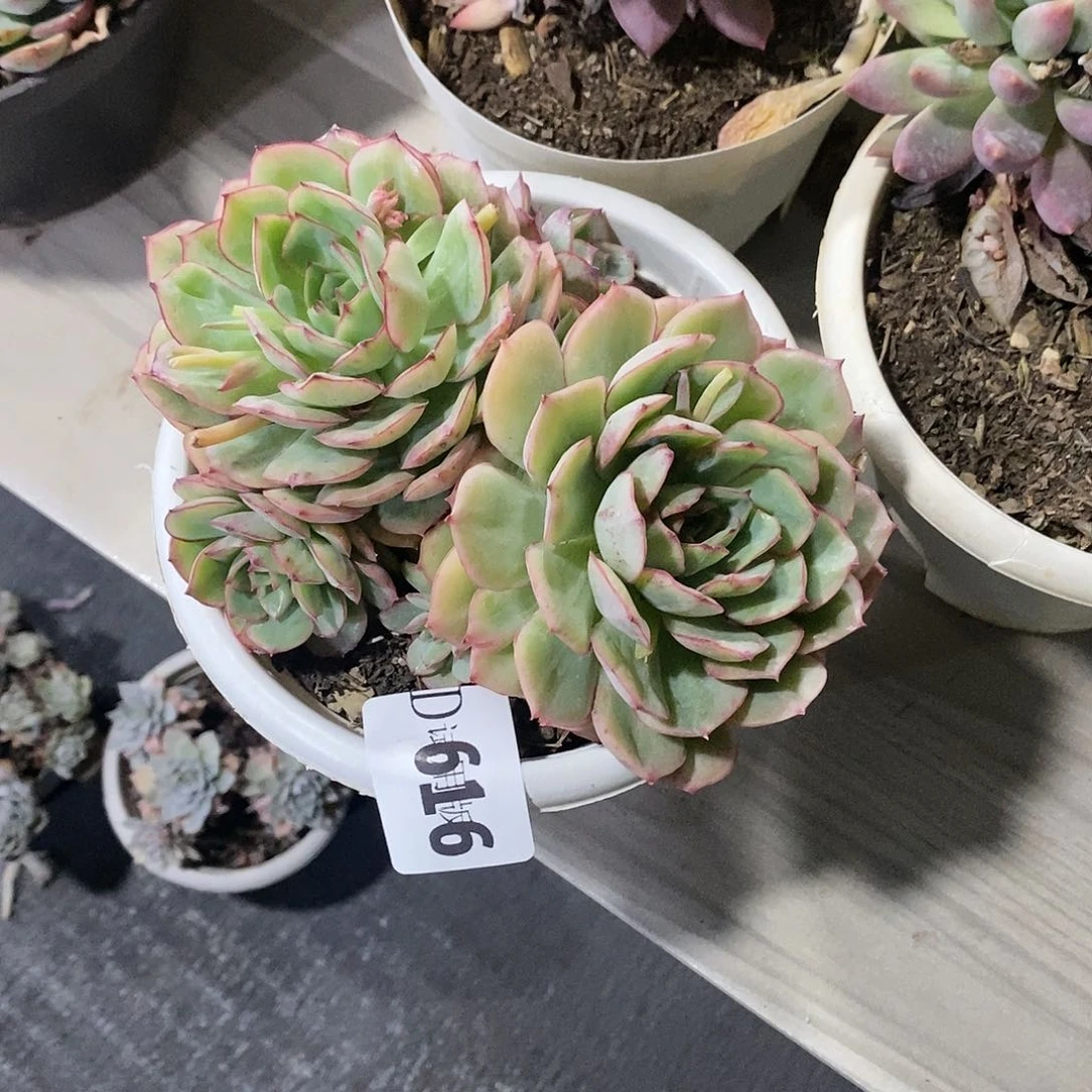 钱****＇616织锦多肉植物