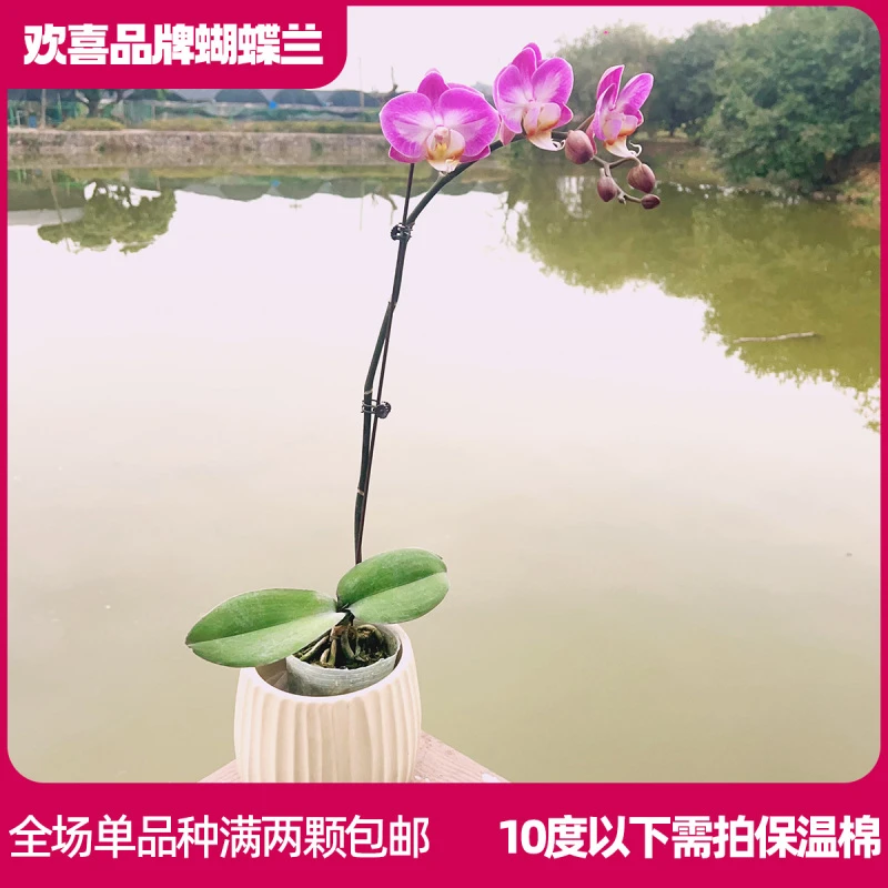 【雪山飞狐】蝴蝶兰客厅室内养殖绿植 带花带花苞 发货