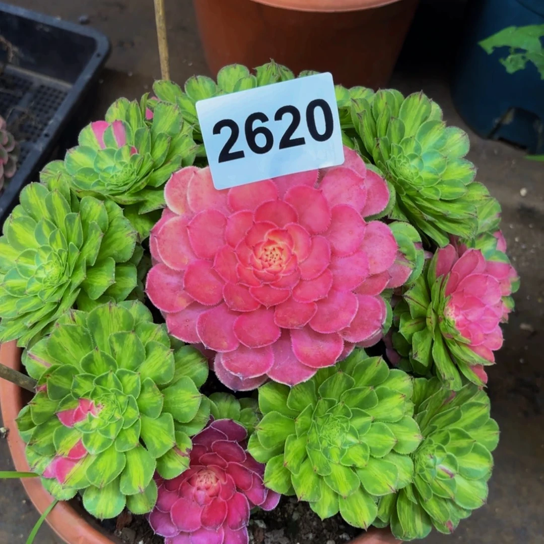 2620多肉植物知否特价