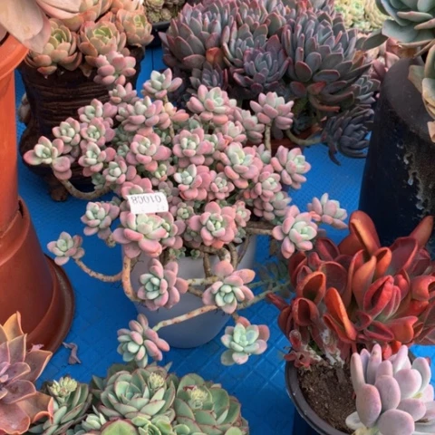 闹***闹1008红洛神多肉