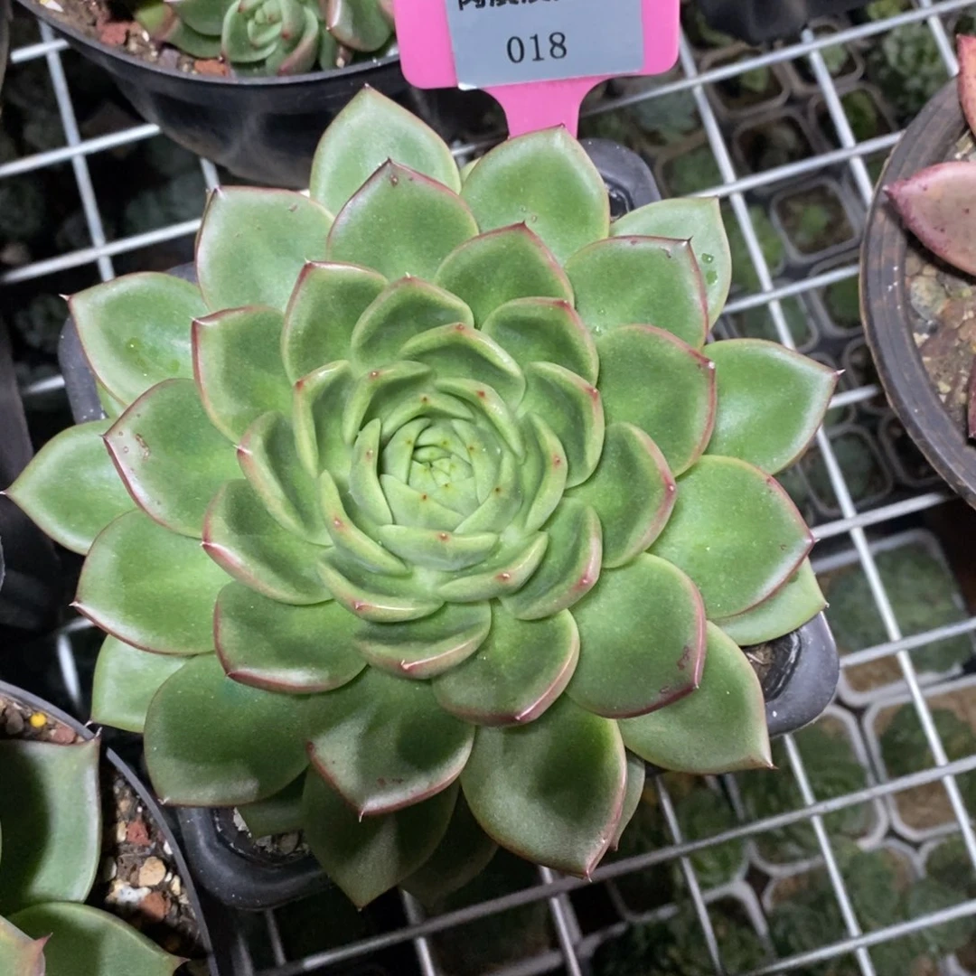 x018-多肉植物 东云叠叶