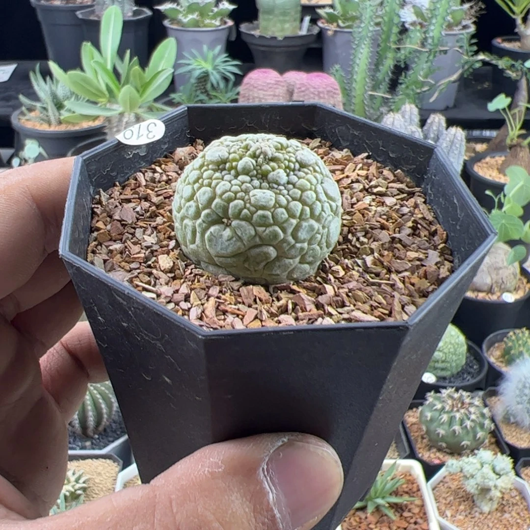 凝蹄玉实生3一物一拍带盆发