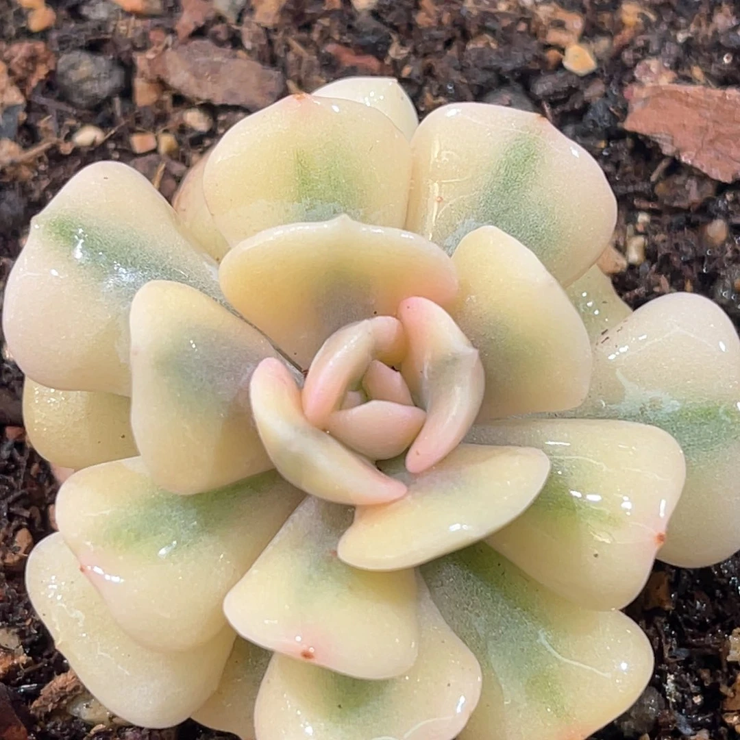 多肉特价雪精灵锦