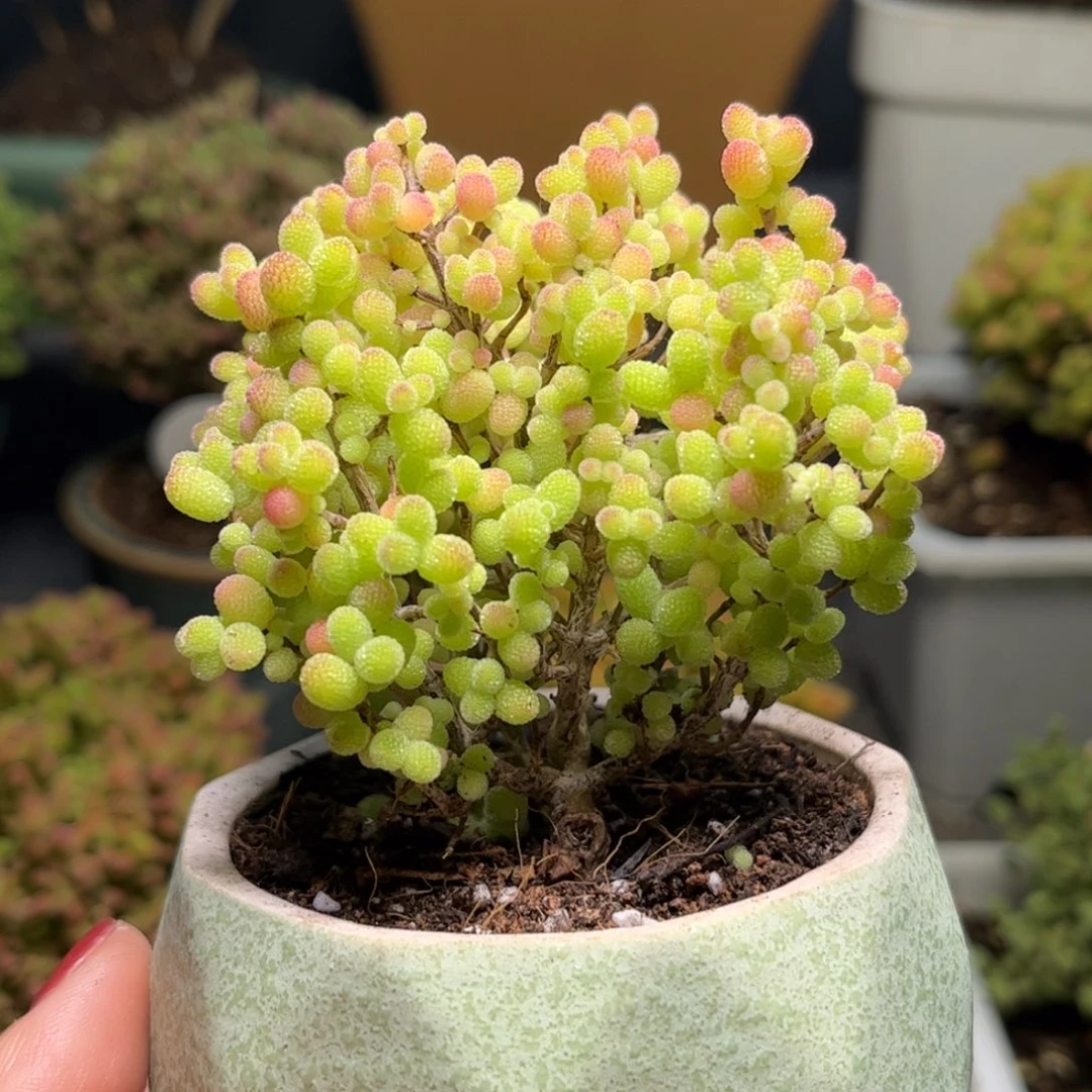 008金桔优选枝干番杏