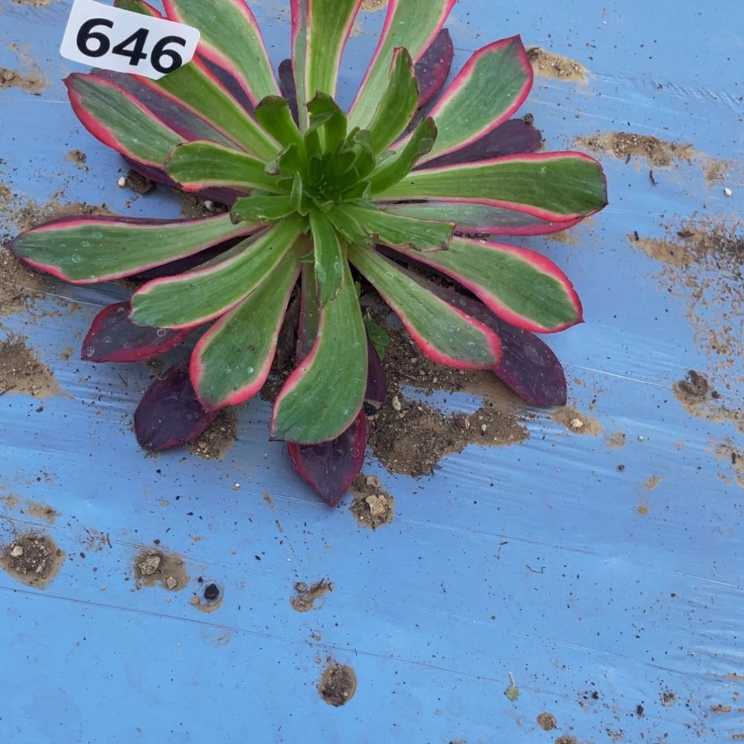 646灰姑娘多肉植物