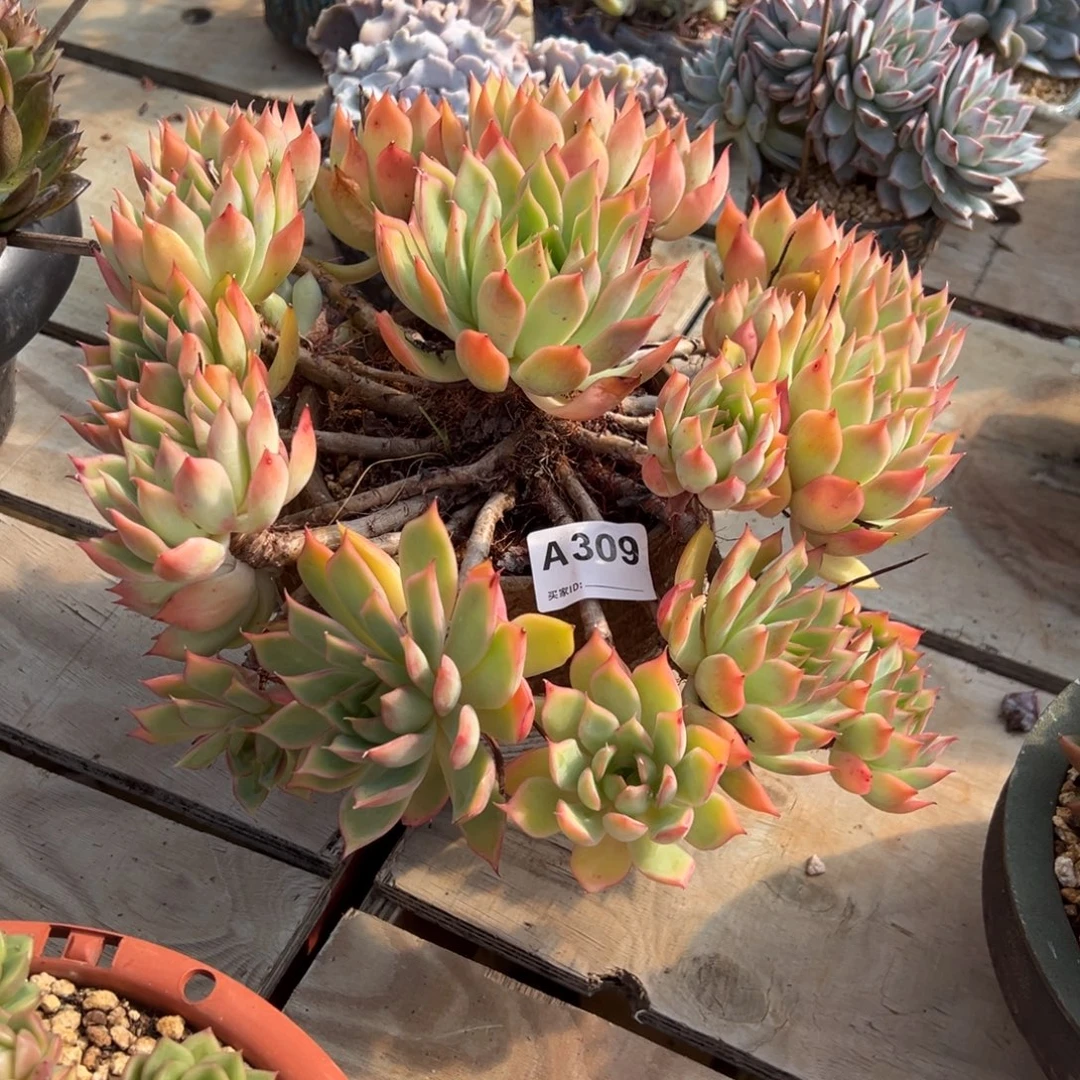 伊***陈宝莲灯多肉309号多肉