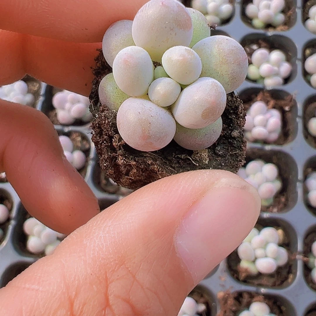 穴盘超圆汤圆16颗19包邮多肉