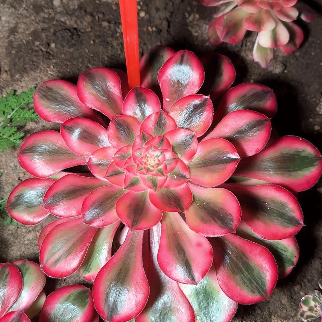 3-8134爱丽丝多肉法师