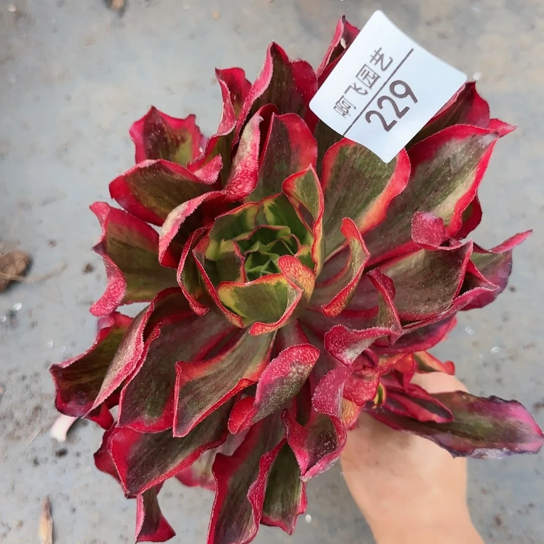 229多肉 魅影捧花