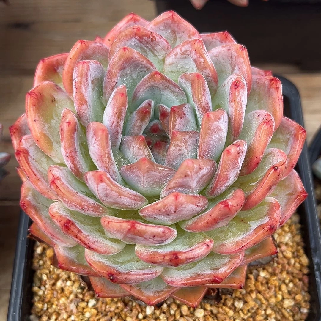 9-15-60精控香缇卡