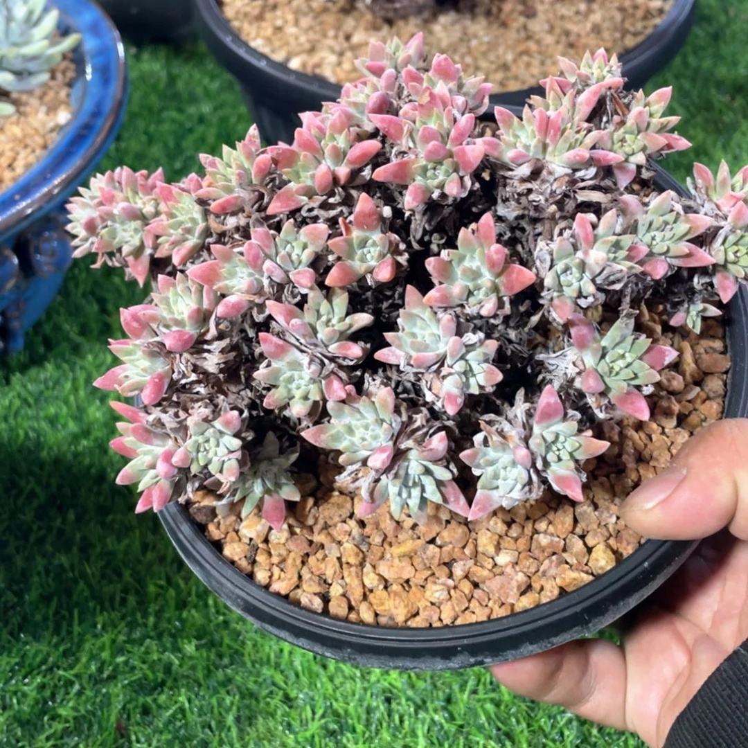 韩国丸叶粉白菊粗桩