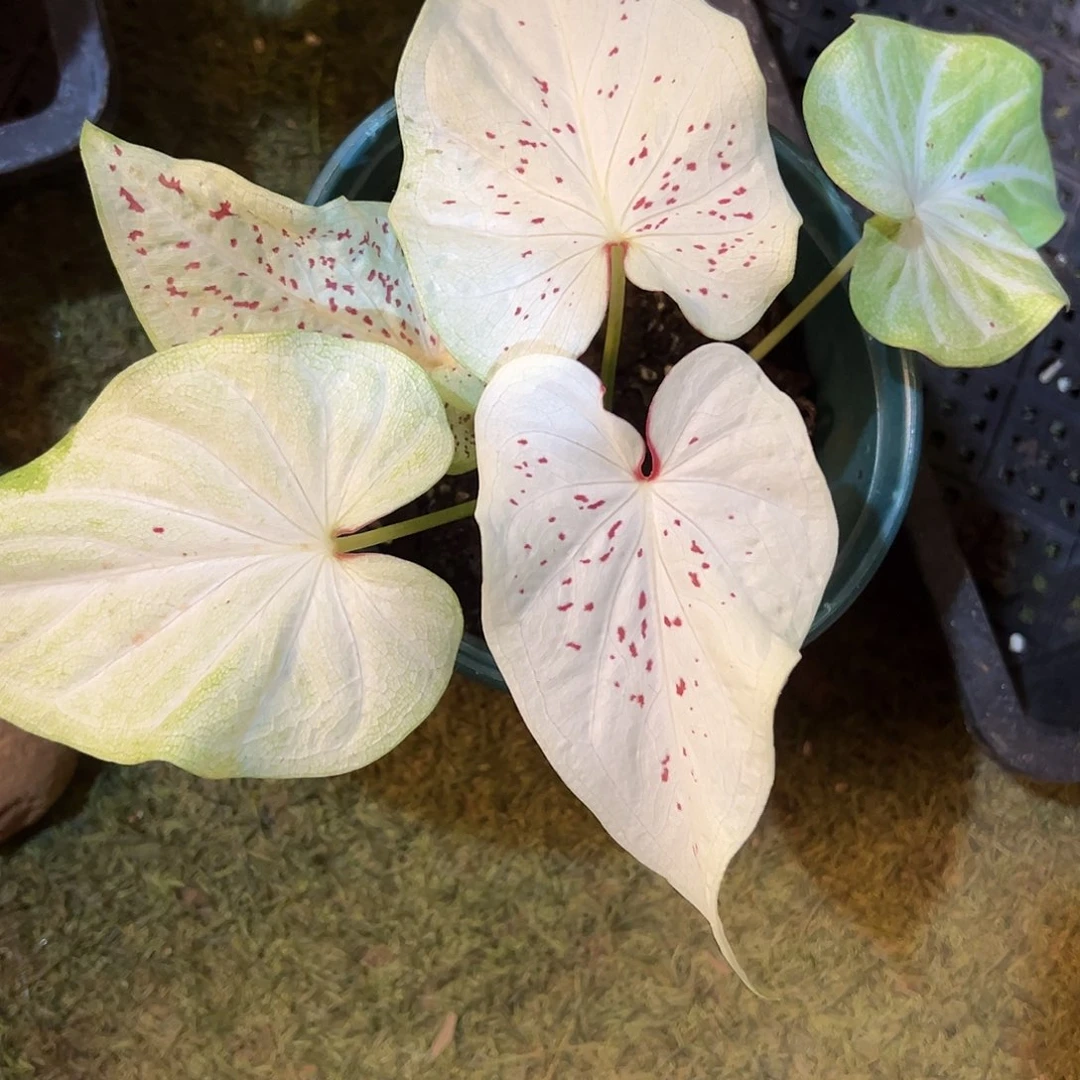 无花朵白色弥豆子泰彩67