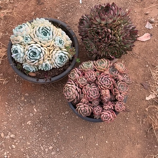 像****?买肉特价活动开始了