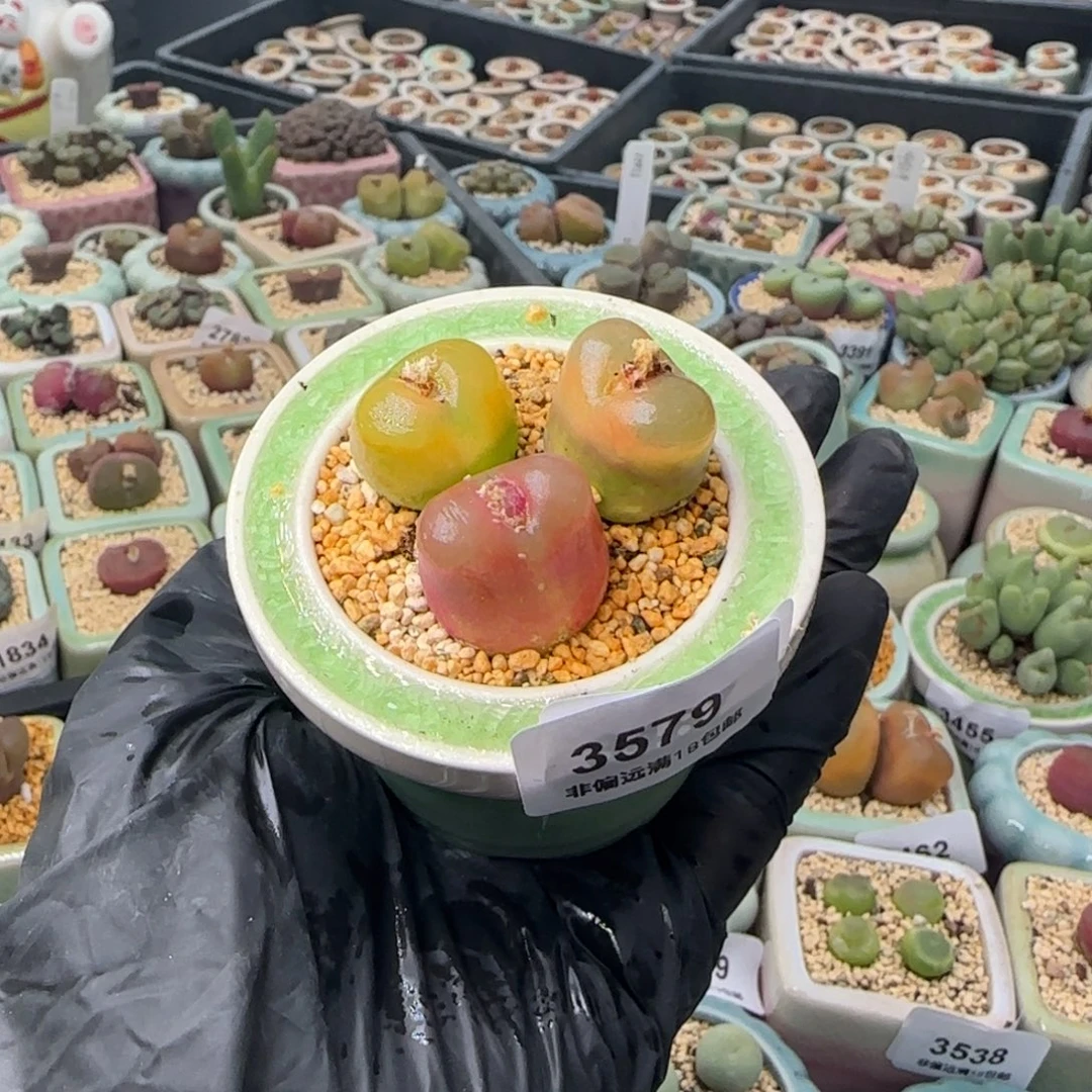 3579-一物一拍 带盆