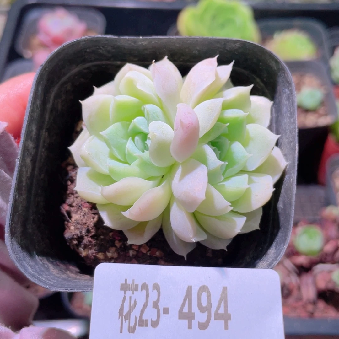 花利美23-494白月影
