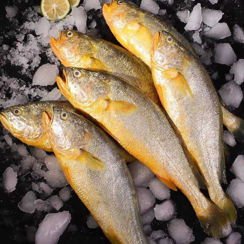 【野生黄鱼】东海纯野生新鲜流网黄鱼鲜活冷冻整箱冰鲜