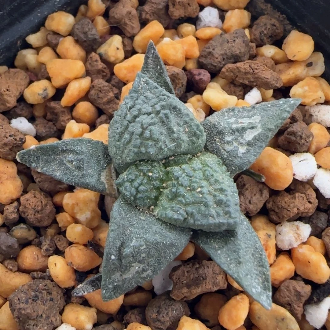 02实生哥斯拉草球多肉3.3