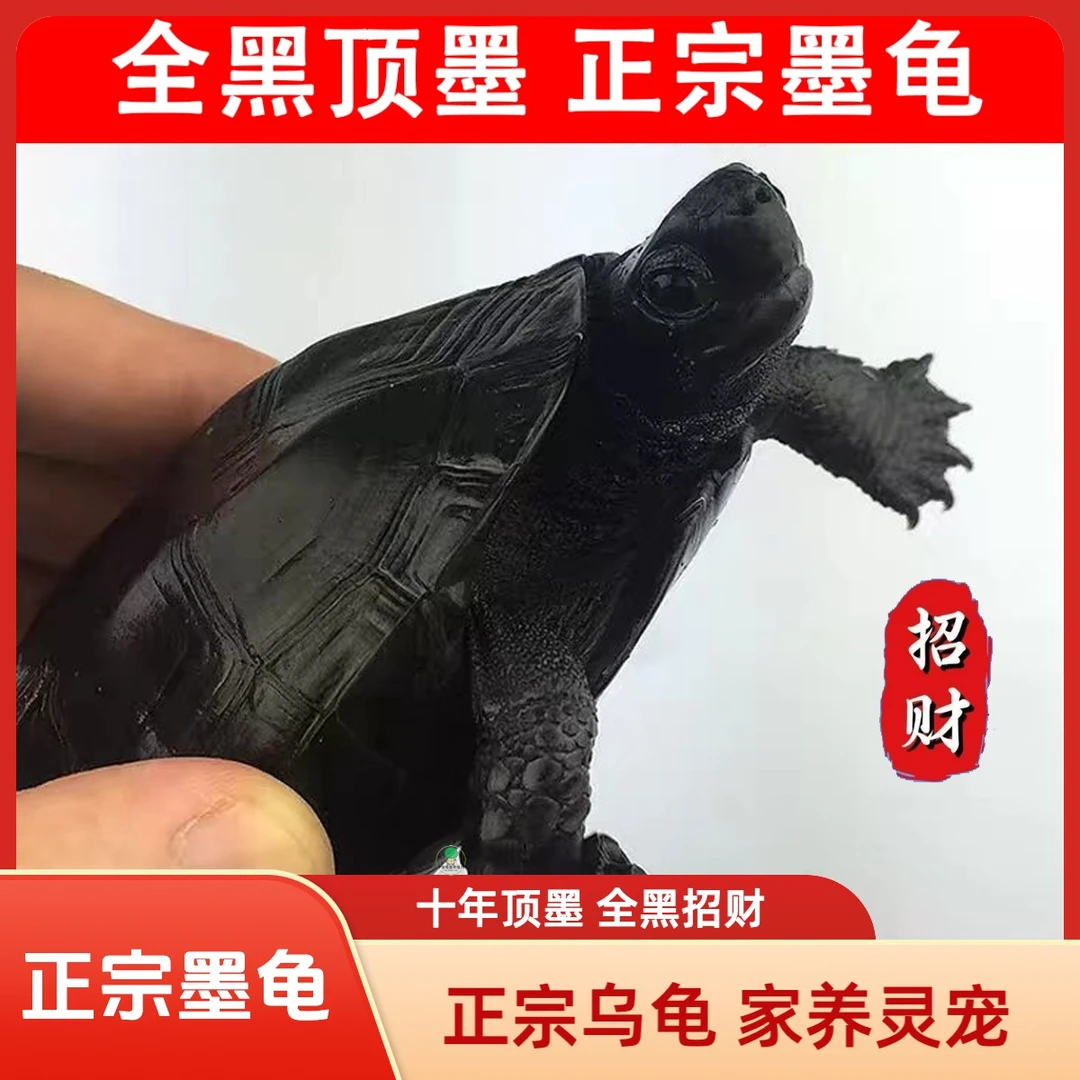 顶黑墨龟正宗小乌龟苏北金线草龟中华草龟活体宠物龟活体小草龟