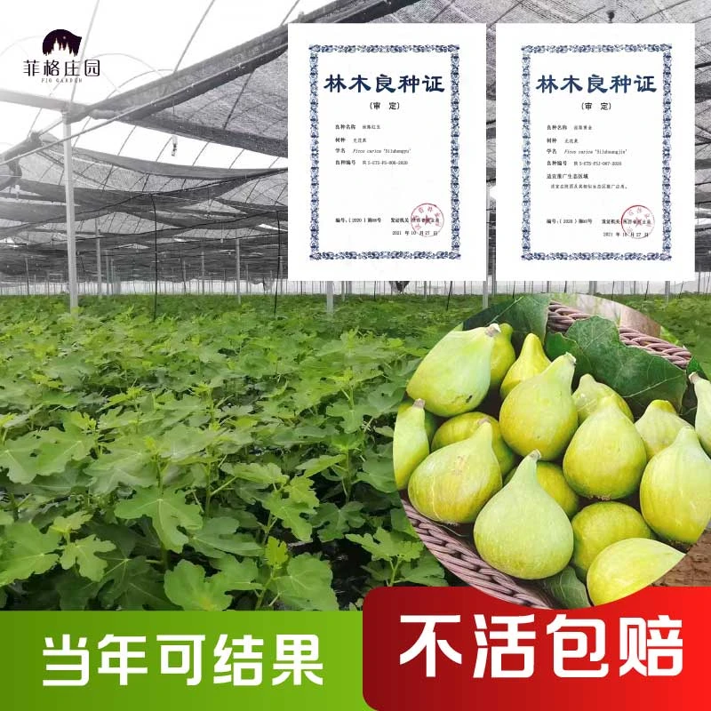 【丝路黄金3年】 无花果树果苗盆栽地栽树苗南北方四季果树耐寒