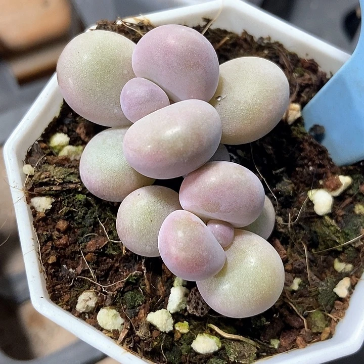 多肉植物奶酪500