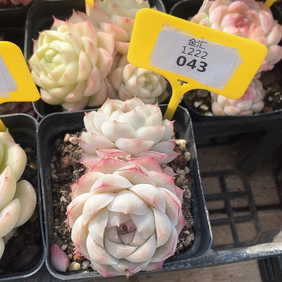 福利多多。1222043