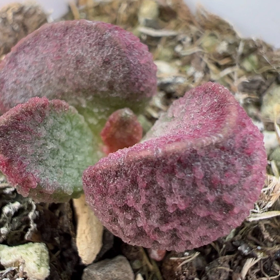 实生新品多肉植物水泡多肉植物