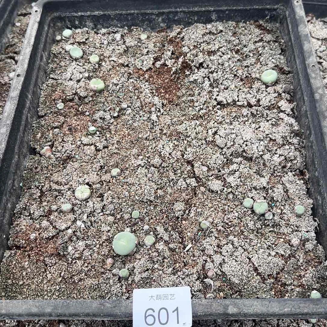 清框脱土发无售后默认有疤。   601