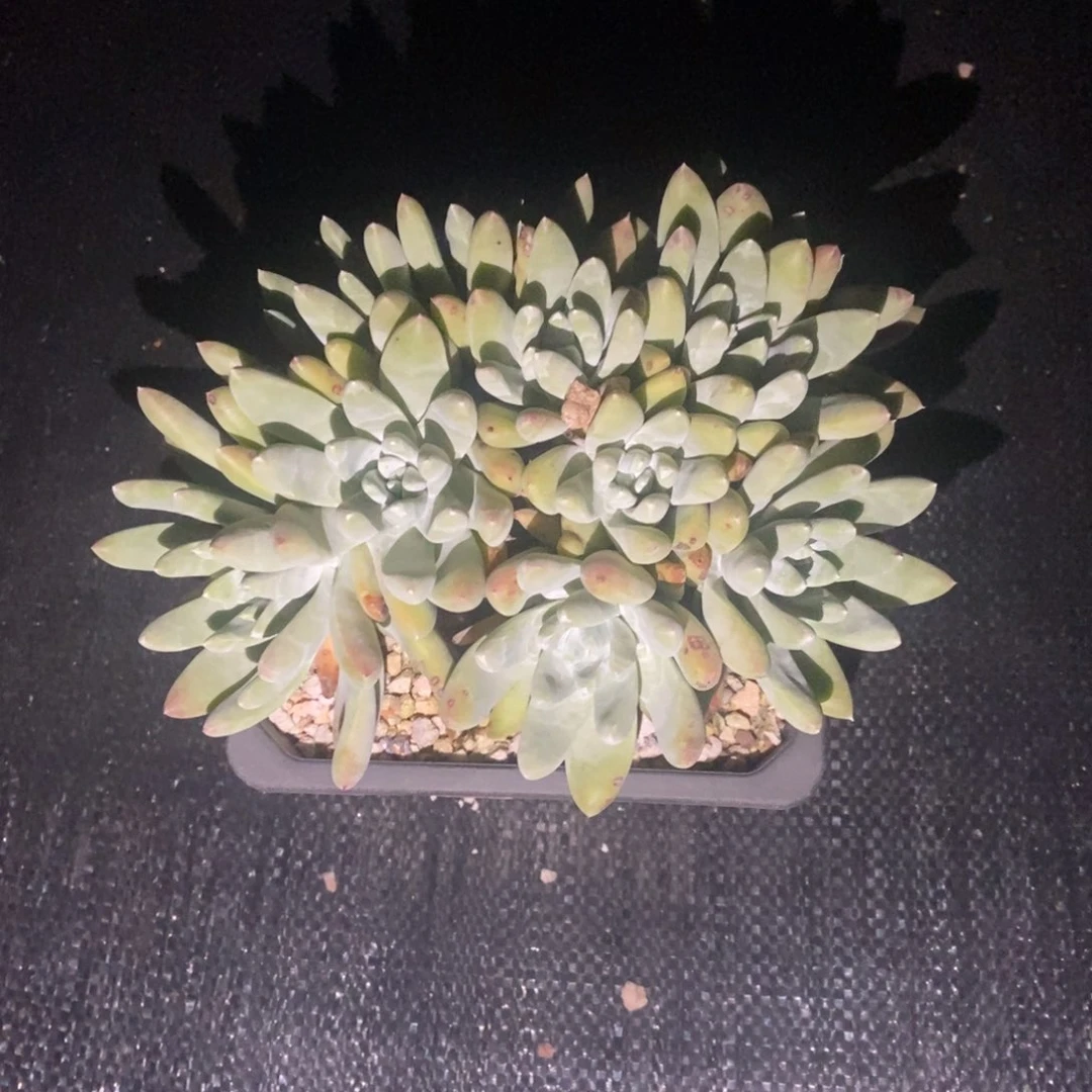 南**x福利多肉植物啦啦啦啦