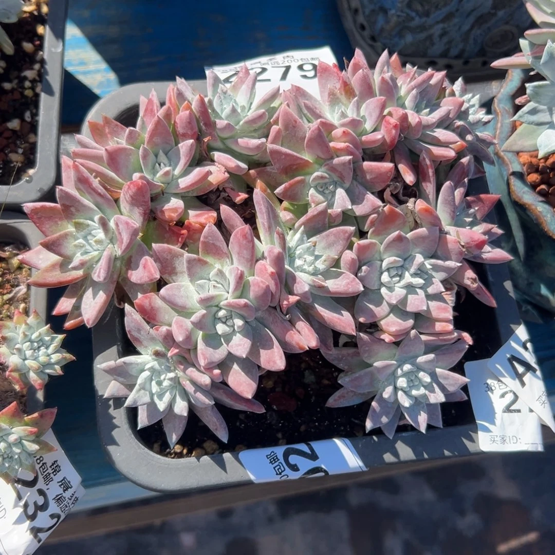 J***A谢谢宝～一物一拍2279