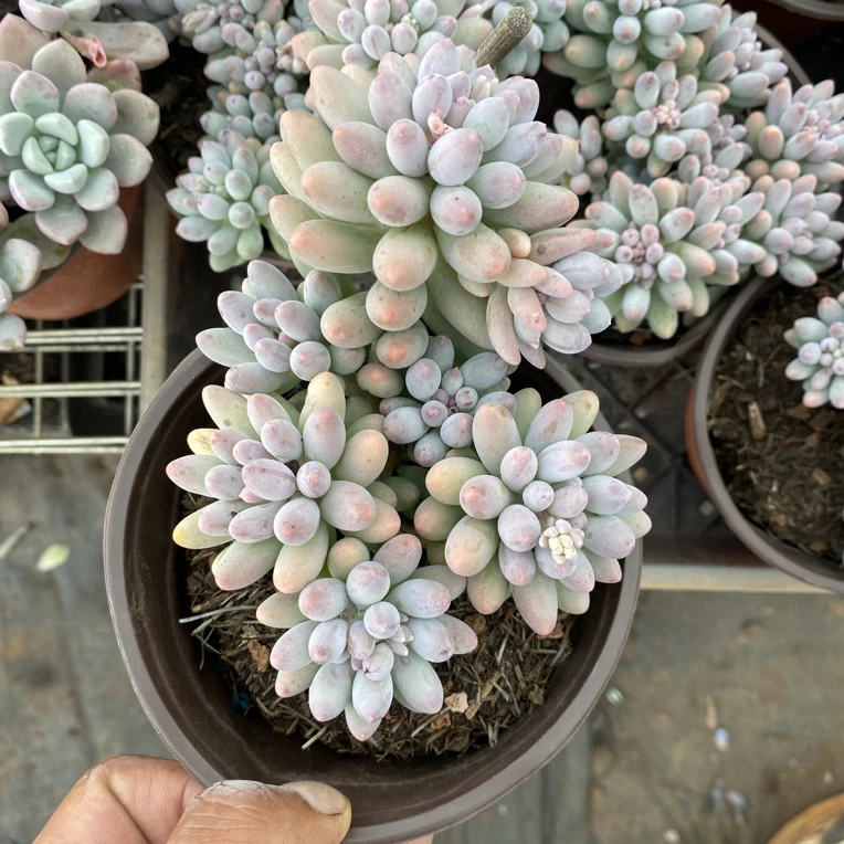 婴儿手指多肉植物
