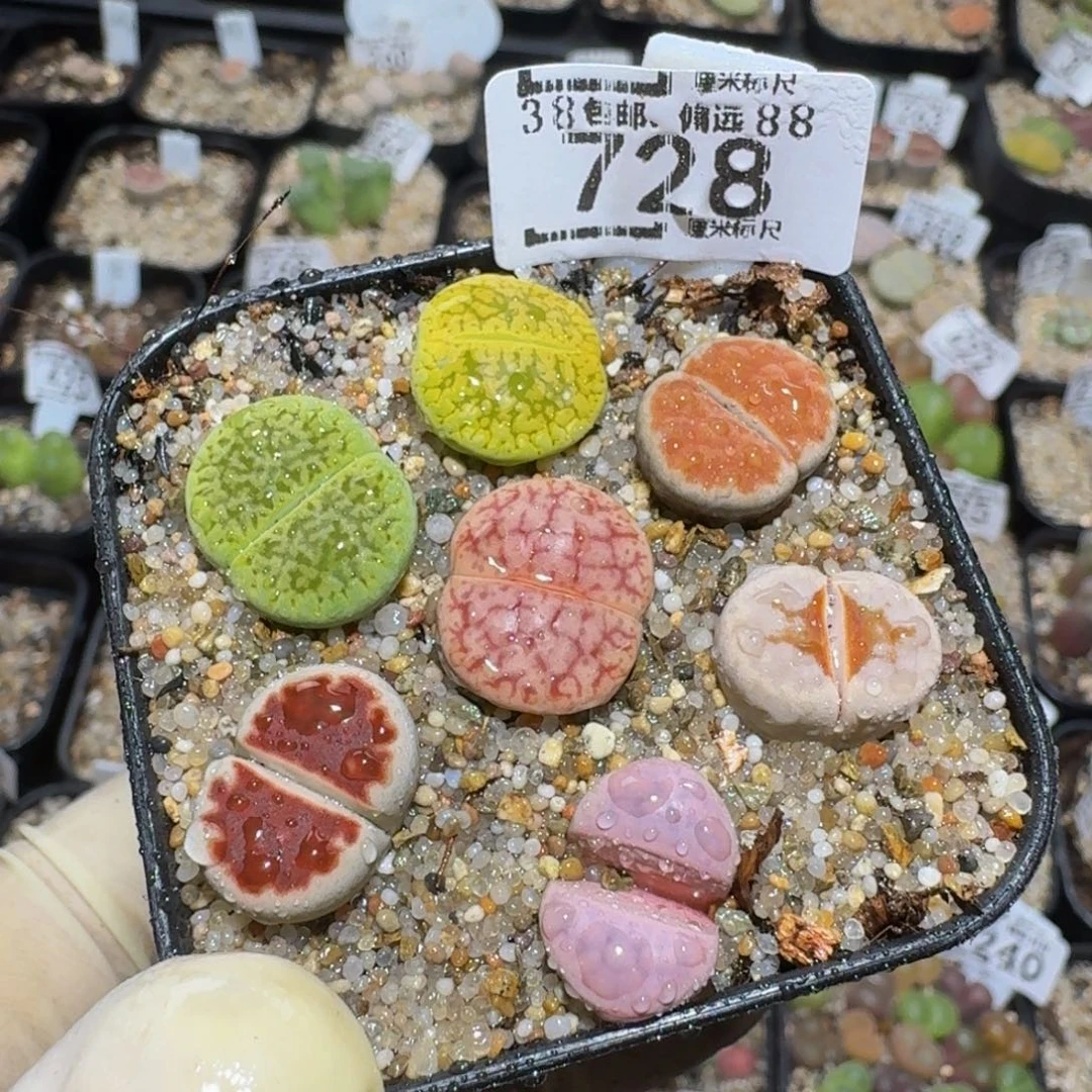 v***~zzzz精品生石花728