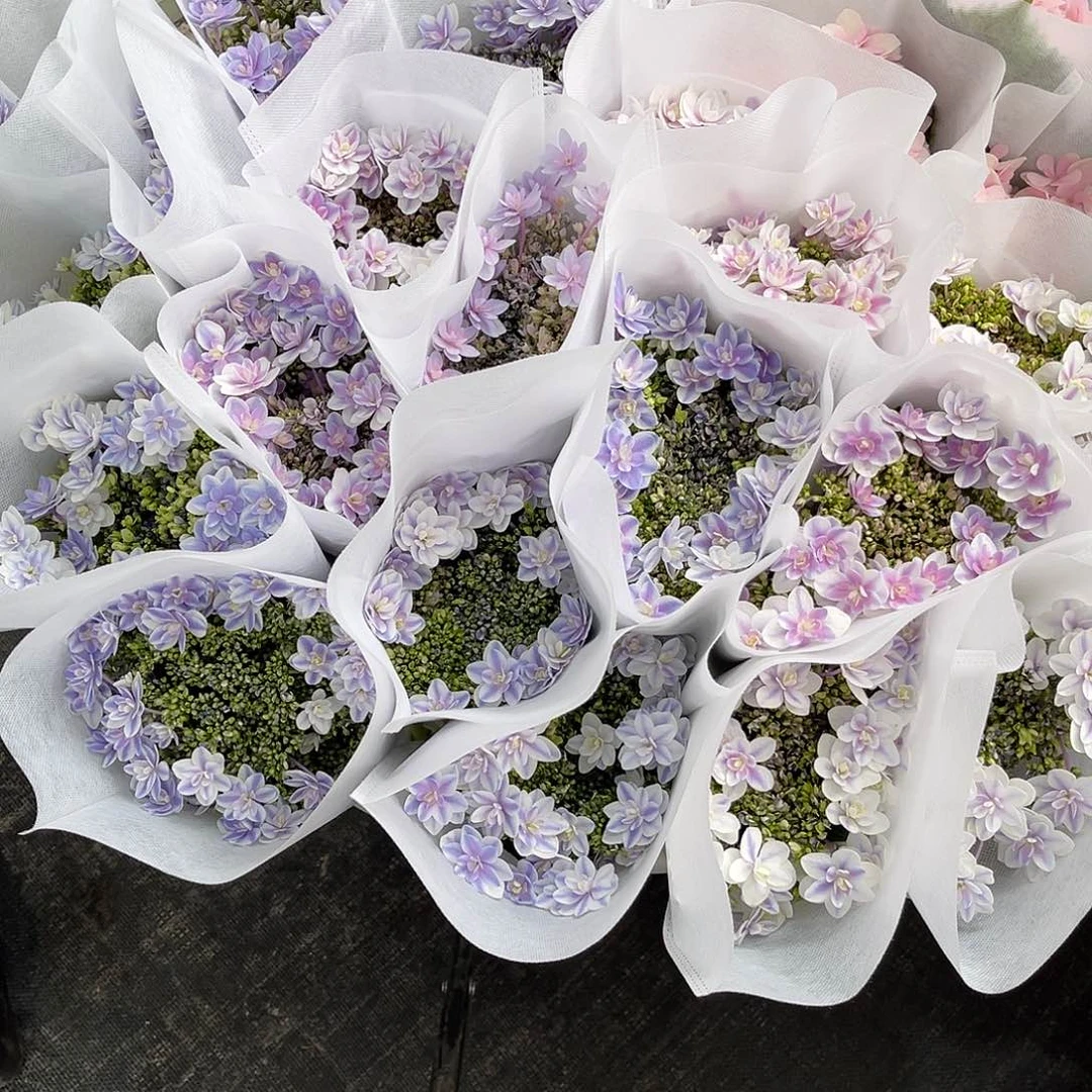 稀有绣球鲜切花(雨中曲)随机3枝