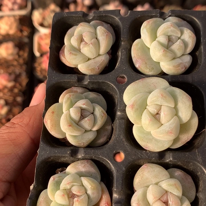 琥珀冰6颗一物一拍