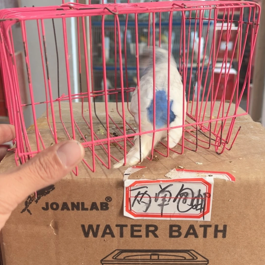 虎皮鹦鹉我的小姐姐