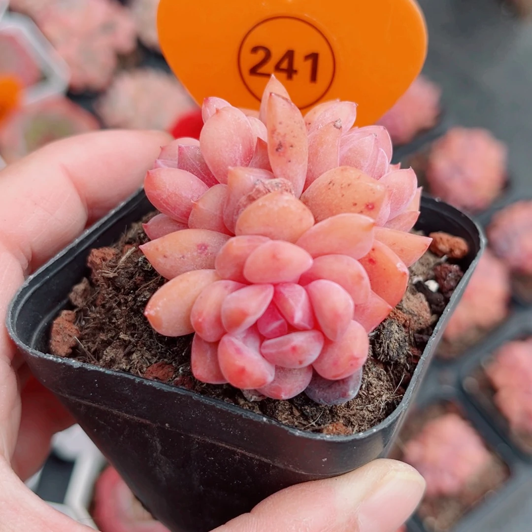 241号小老桩糖心群3头