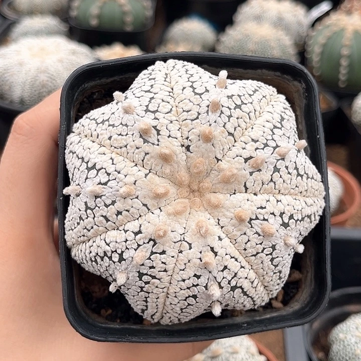 7.7 cm奇迹一物一拍