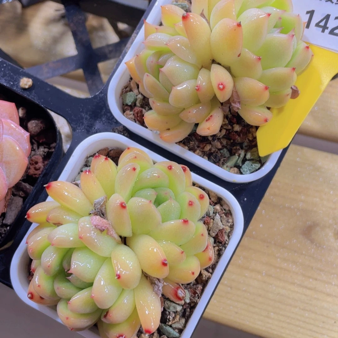 1428号 绿透海洋之心双头一个