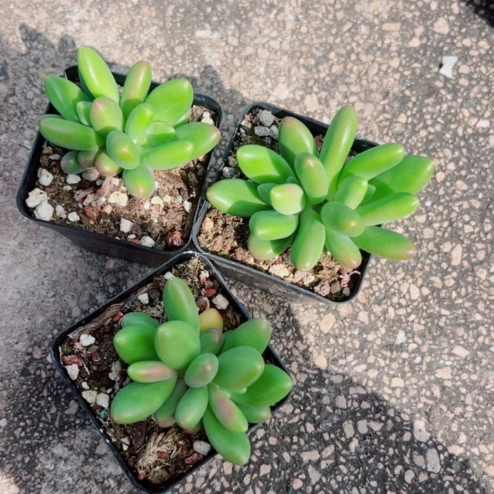 双头芒果奶3颗一组