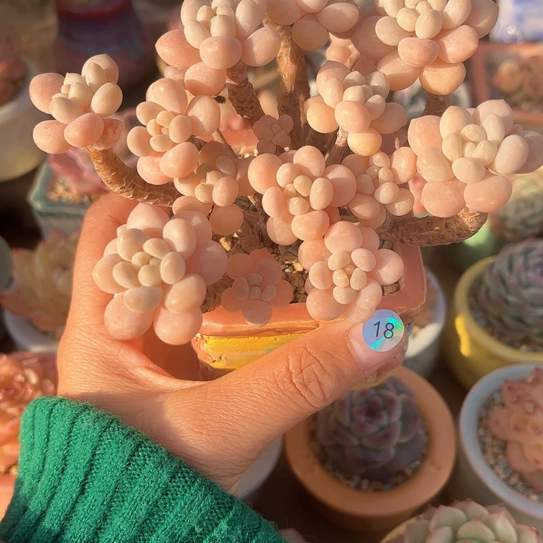 十**头18 多肉含盆土 满30元包邮 除偏远