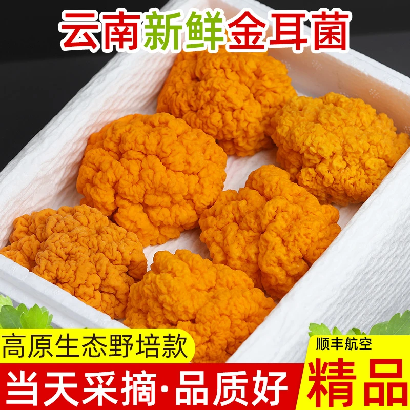 新鲜金耳菌云南金耳黄耳半野生黄金木耳金银耳活银耳黄耳菌黄木耳中国美味蘑菇金耳