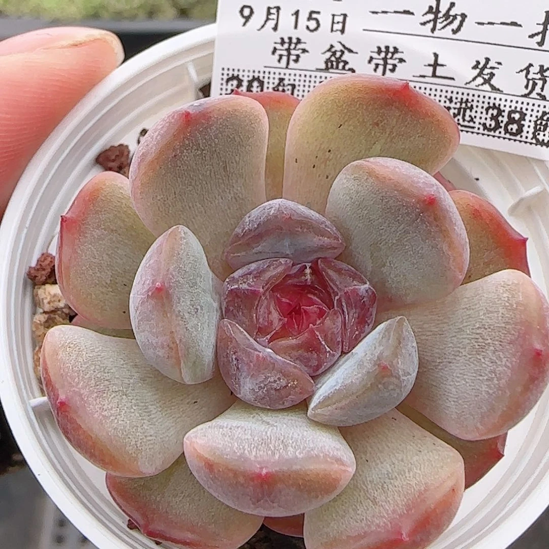 多肉0915-121红恋