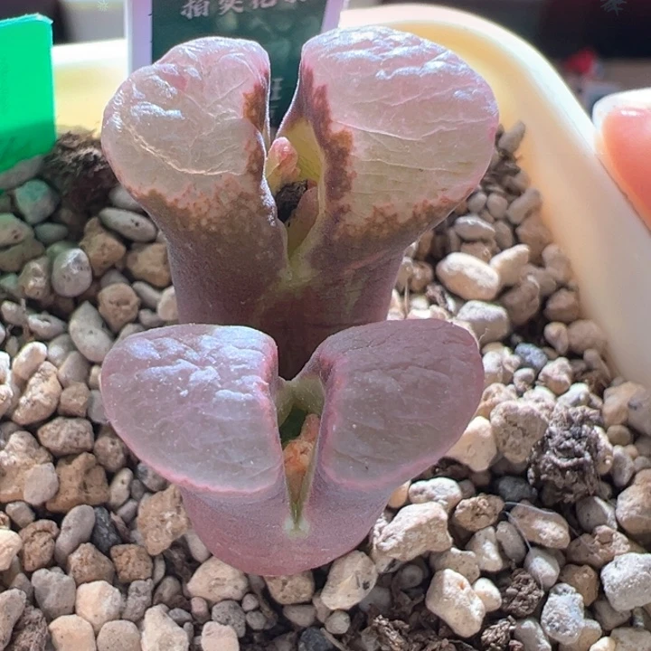 A257。 青蛙种源优选粉窗banke磁铁。