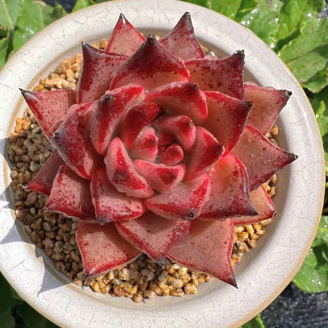 【满9.9包邮】罗密欧4-5cm多肉植物以直播间展示为主