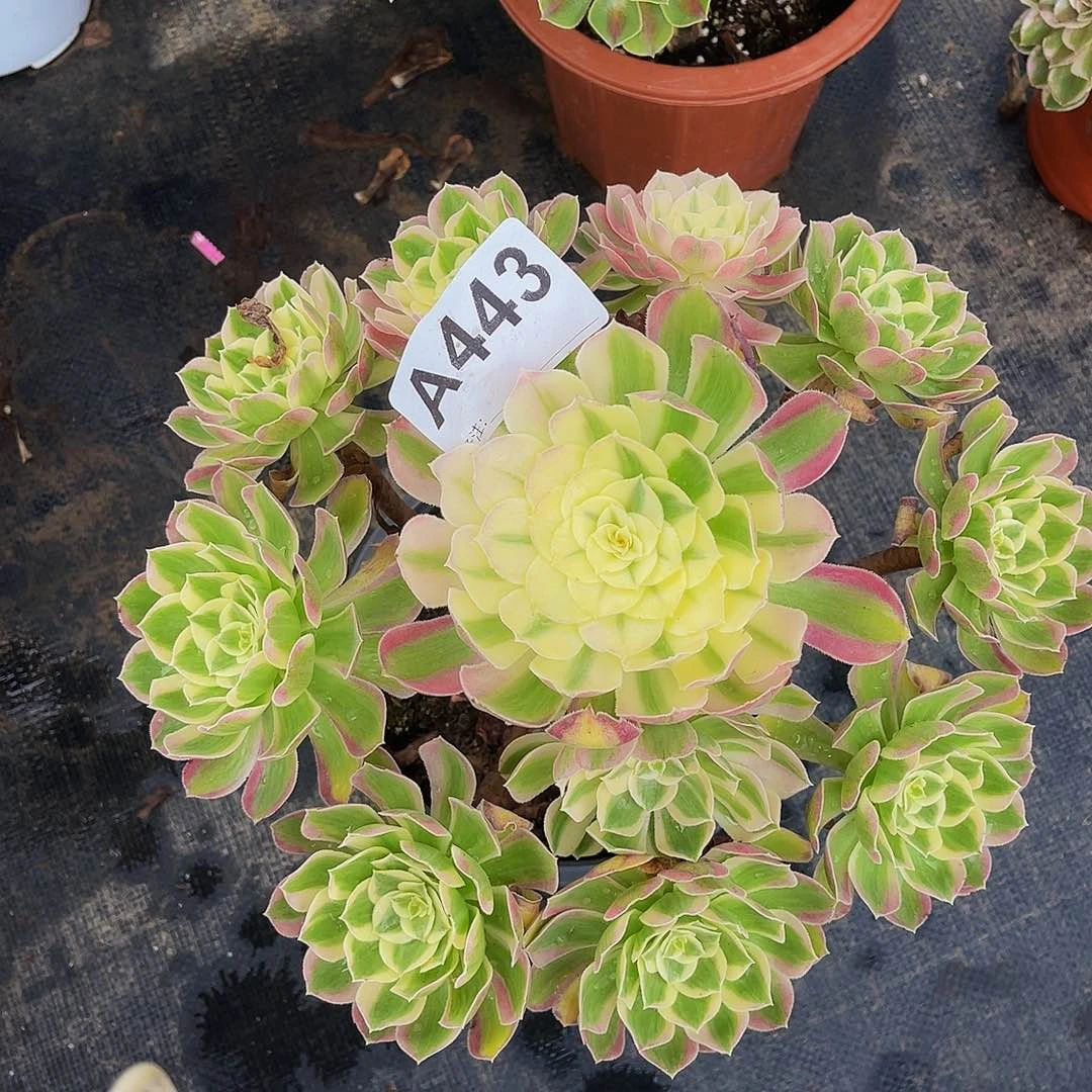 孔雀翎443法师多肉