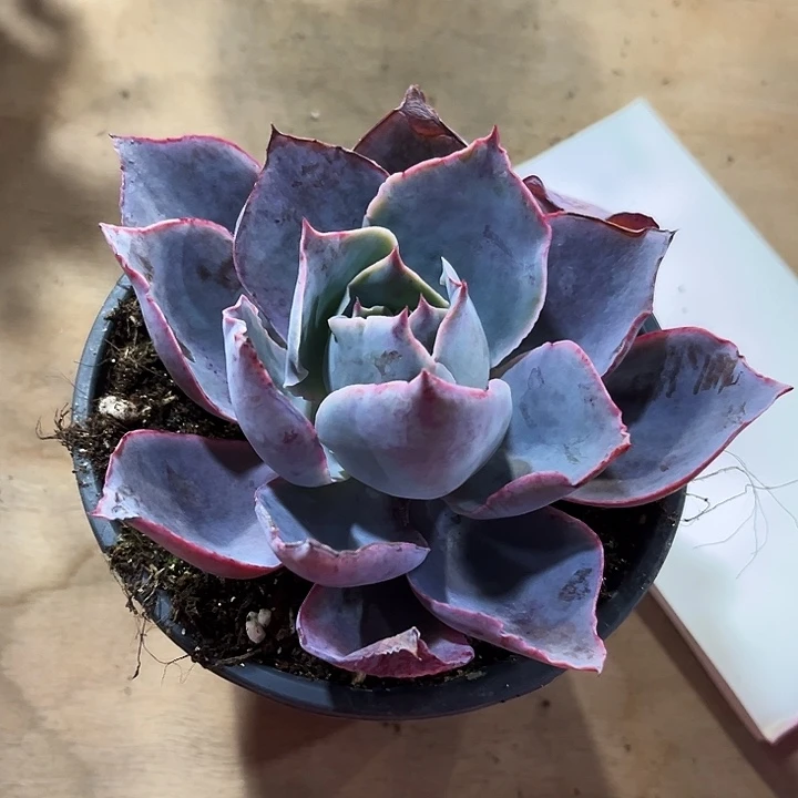 ****ℯ大晚霞多肉植物给华华