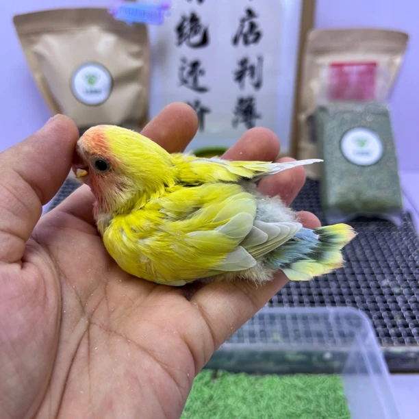 牡丹鹦鹉-精品红面澳桂公H67374